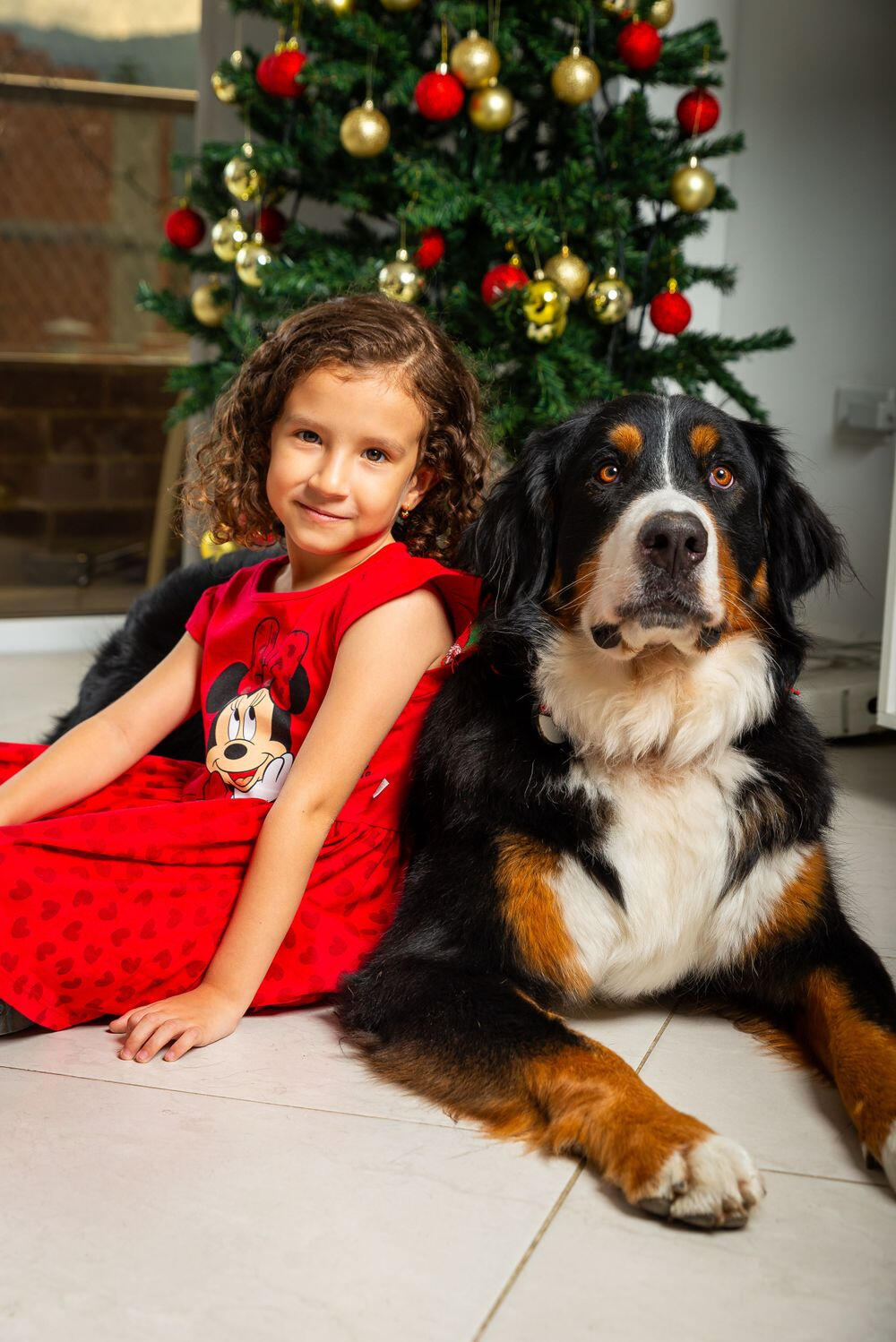 young girl sitting with Bernese Mountain Dog Family and pet photography in Mississauga — a young girl sitting with a Bernese Mountain Dog during a Christmas portrait.